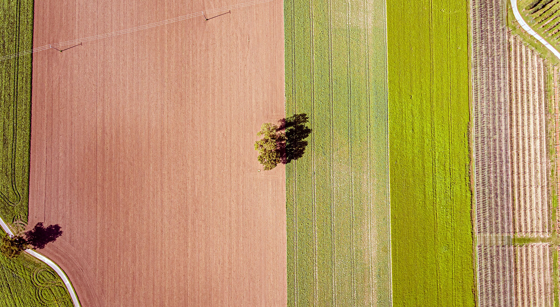 Vue en plongée de champs au milieu desquels se trouve un arbre