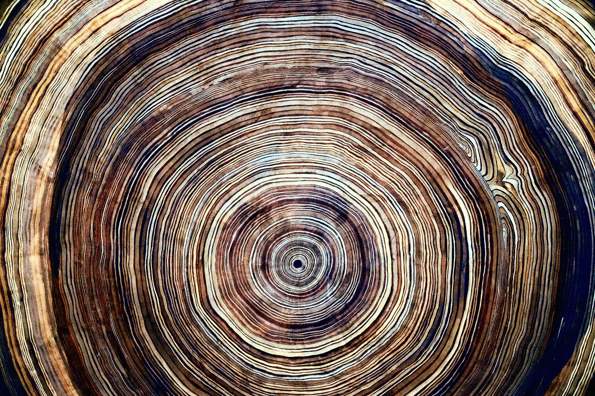 Gros plan des cernes d'un tronc d'arbre