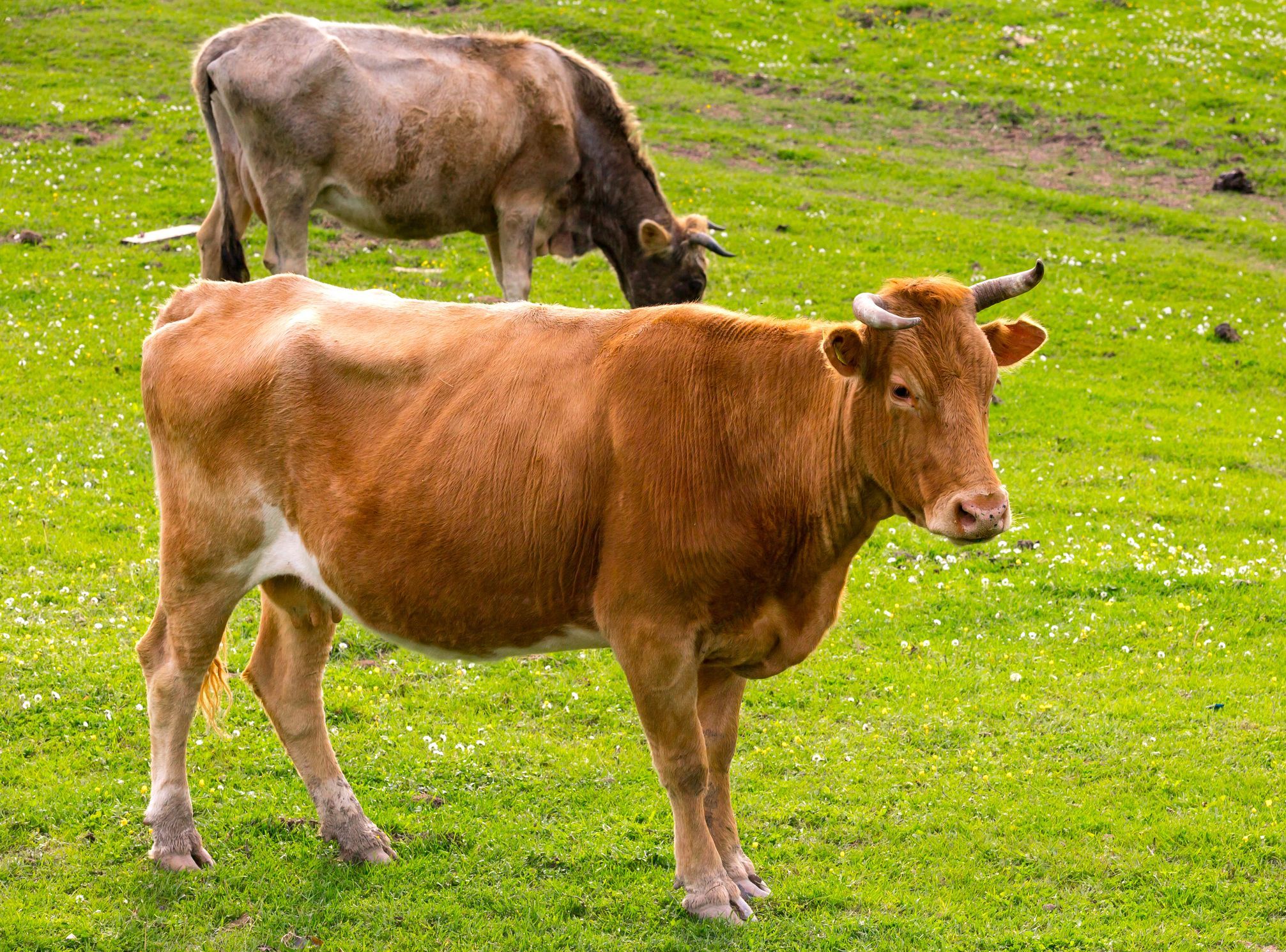 Deux vaches dans un pré