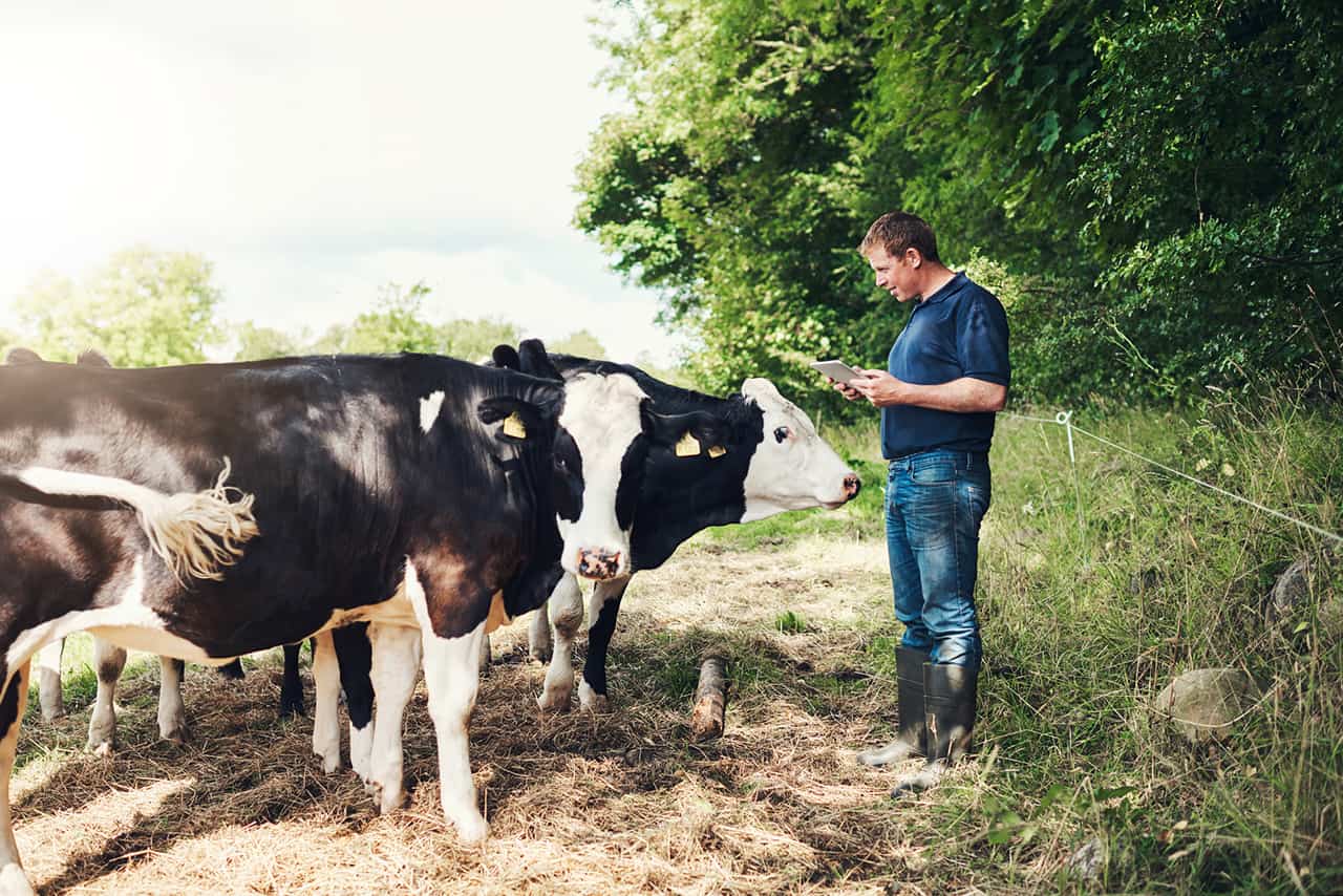 Eleveur face à ses vaches