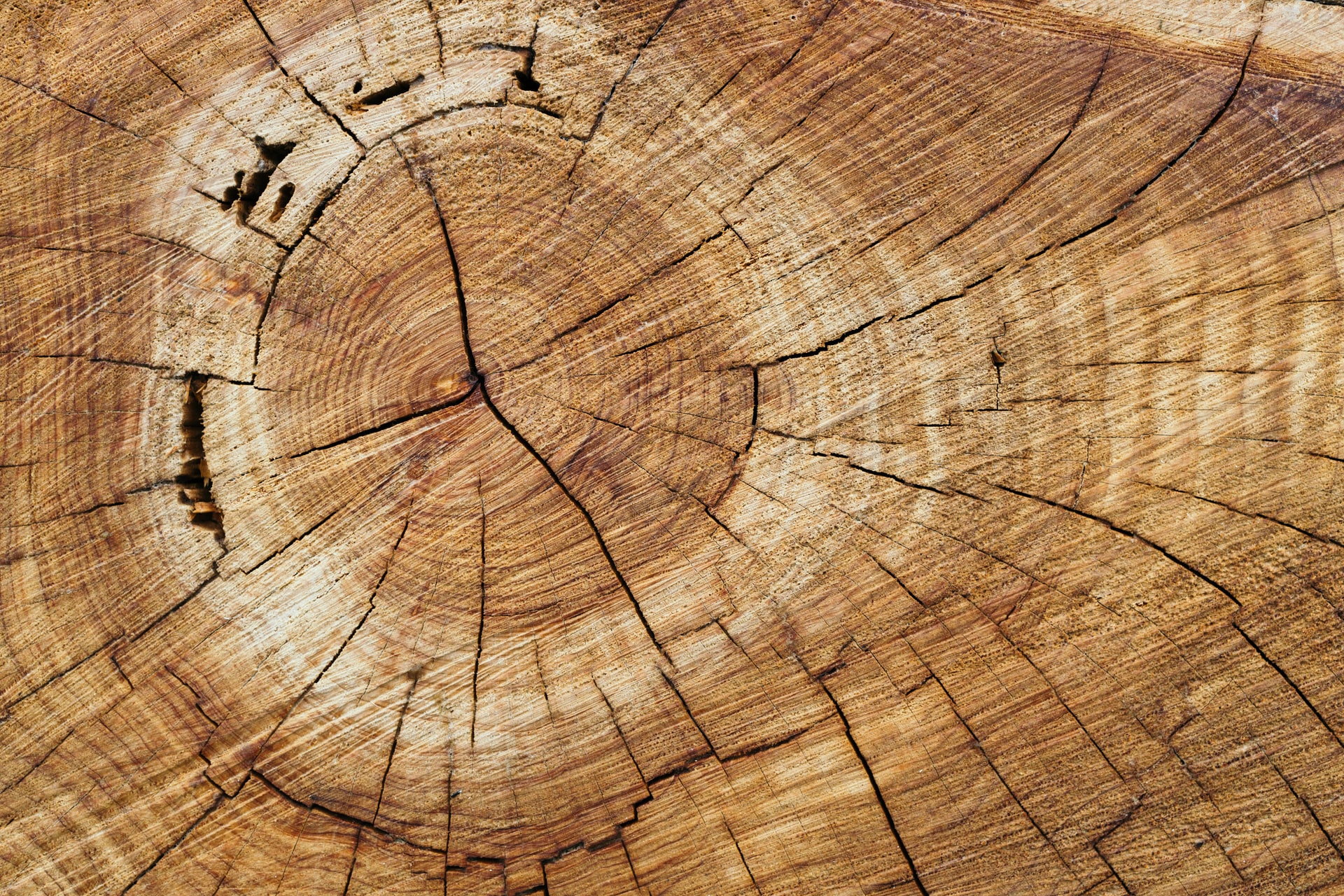 Gros plan de la coupe d'un tronc d'arbre