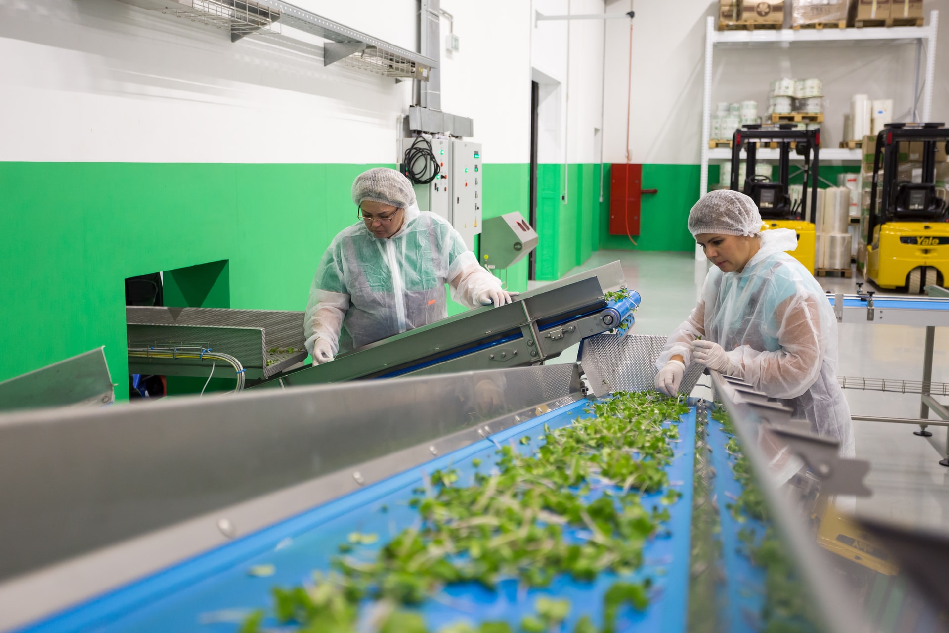 Dans un entrepôt deux femmes examinent des plantes sur un tapis roulant
