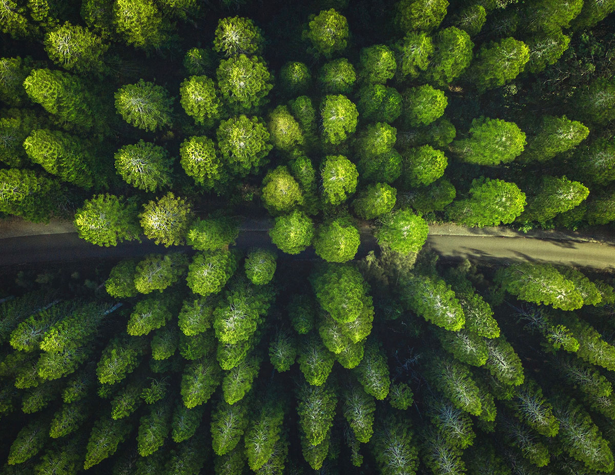 Vuen en plongée d'une forêt au milieu de laquelle passe un chemin