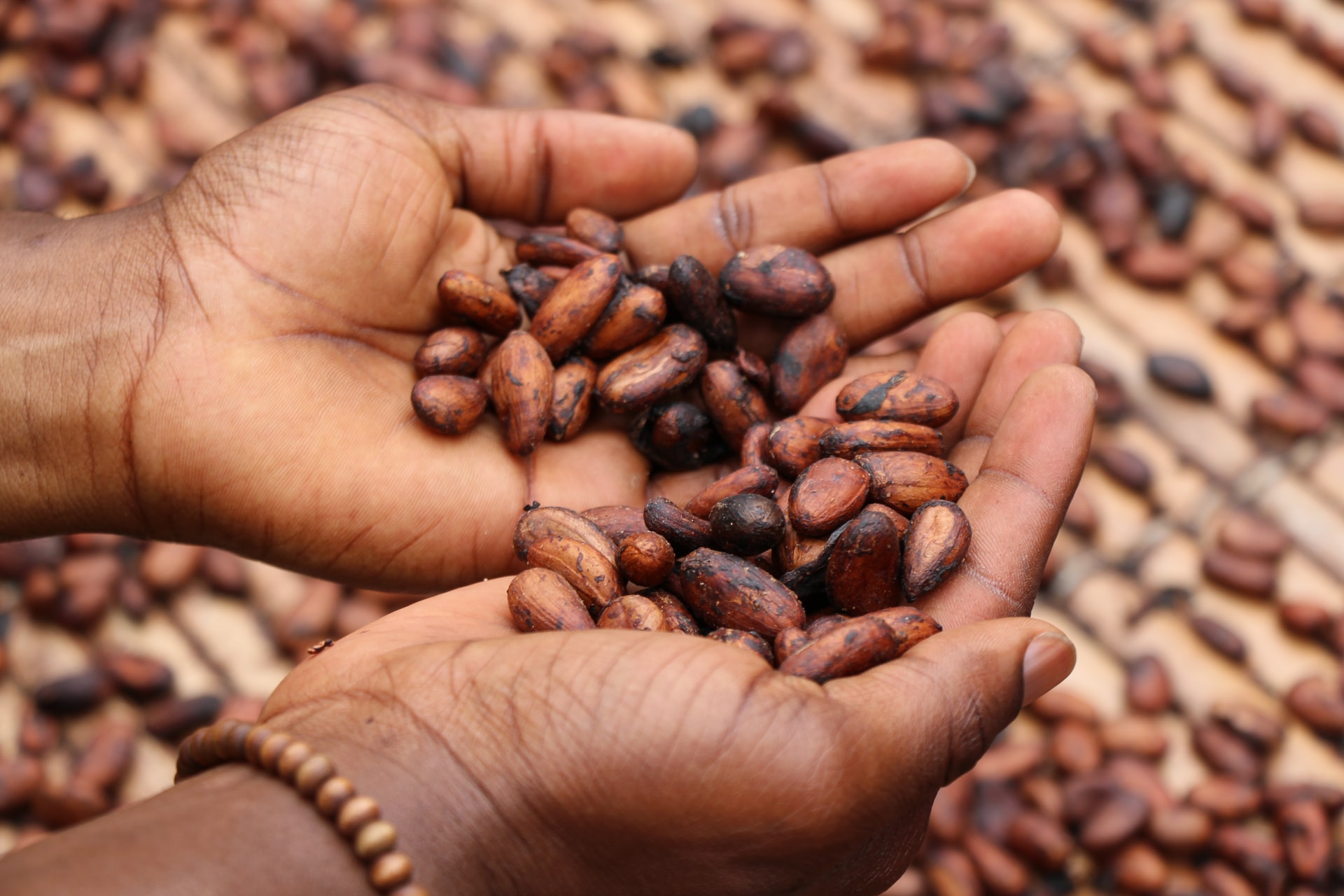 Gros plan sur les mains d'une personne noire tenant des grains de café dans ses paumes