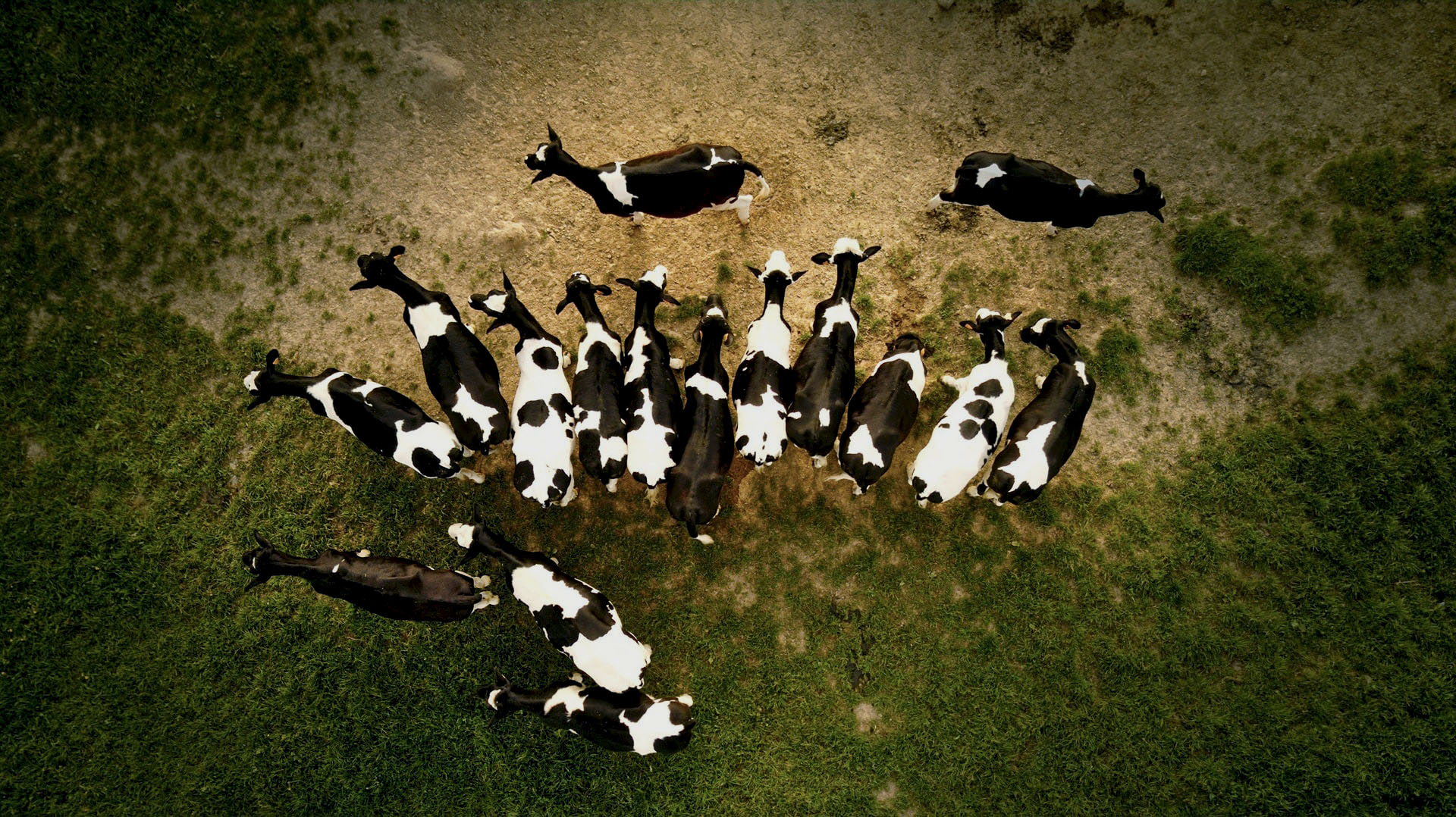 Vue en plongée d'un troupeau de vaches noires et blanches dans un pré