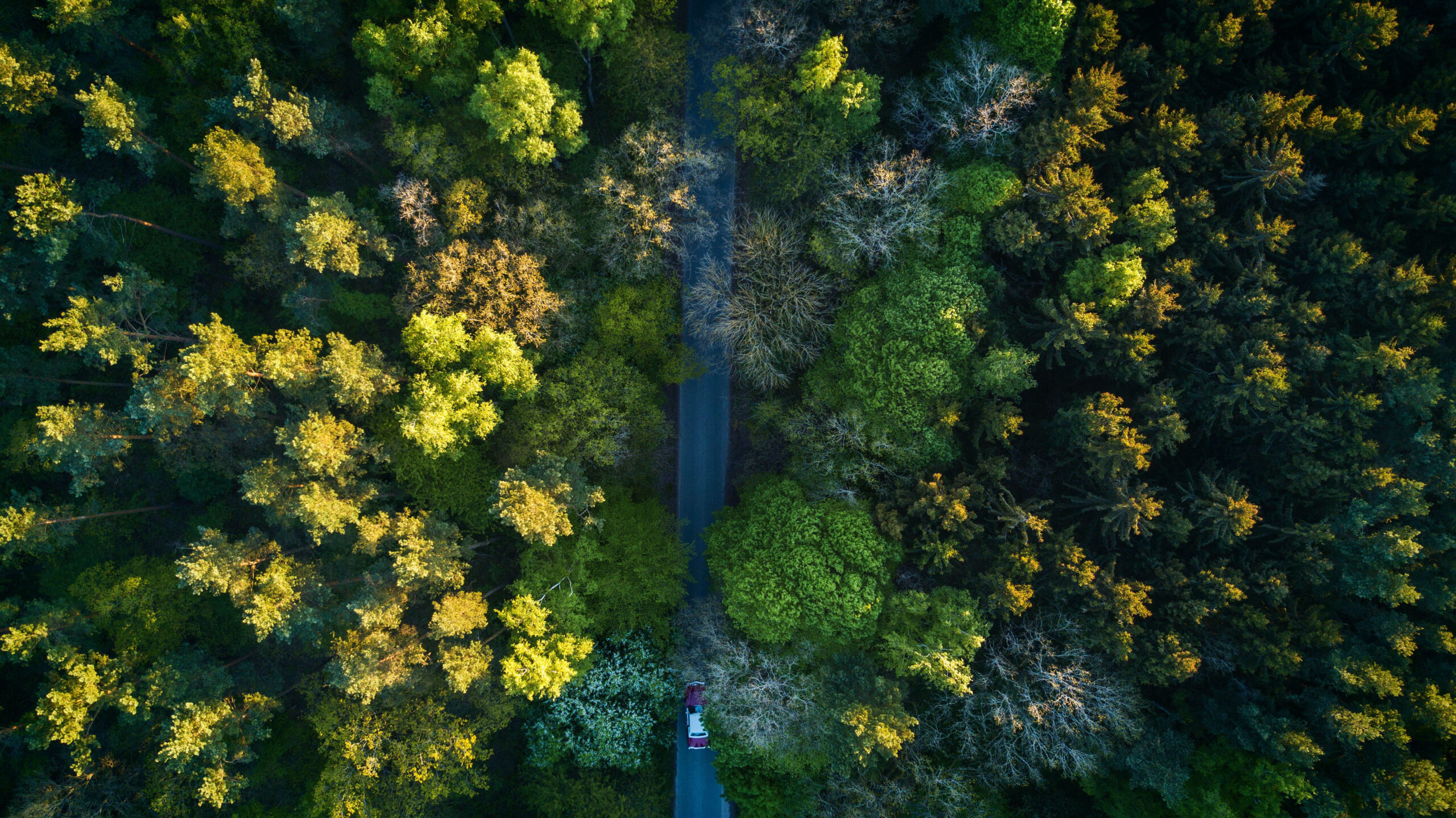 Vue en plongée d'une forêt