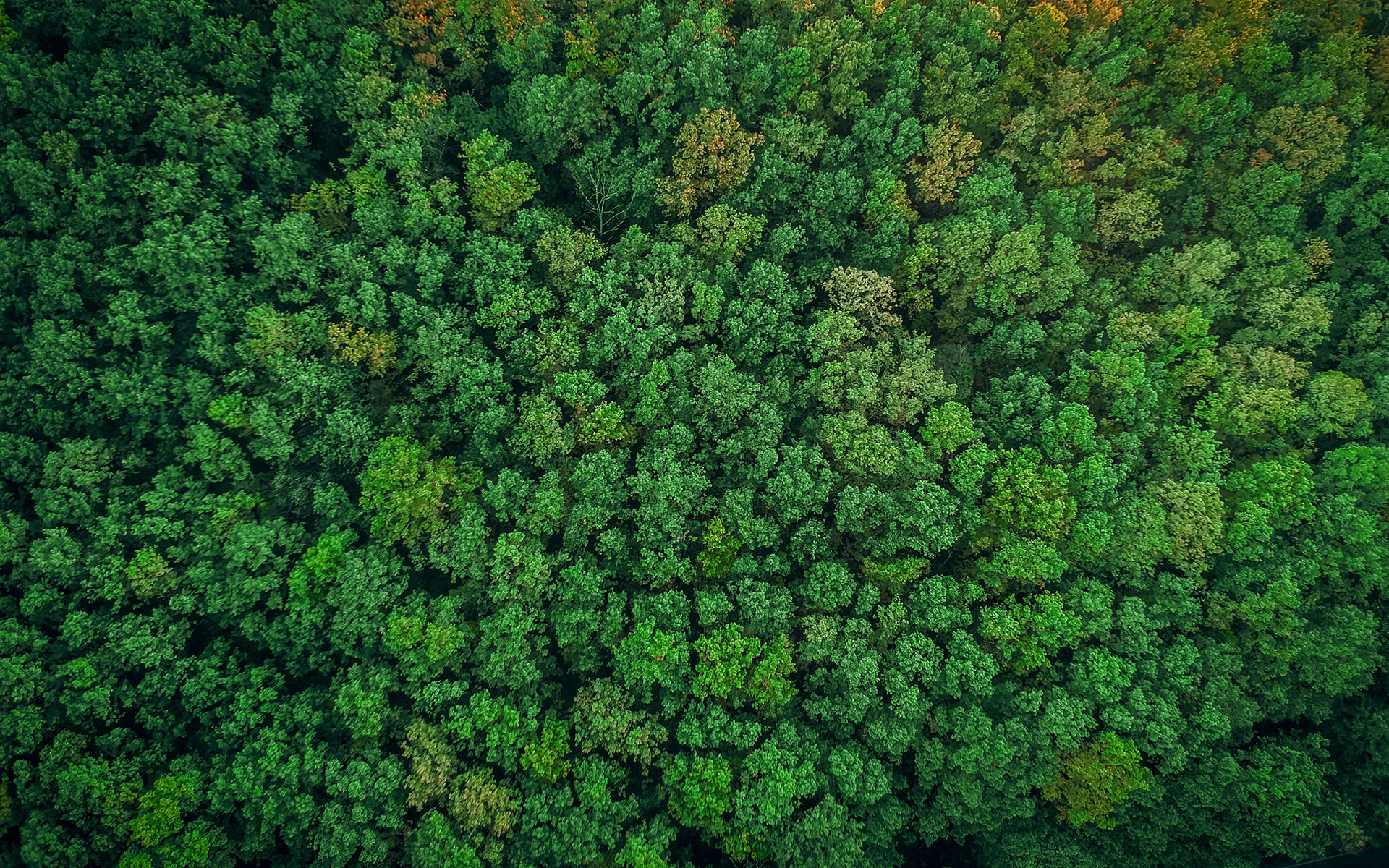 Vue aérienne d'une forêt