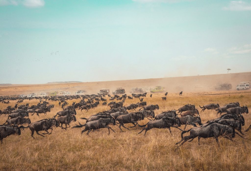 Groupe de gnous en train de courir
