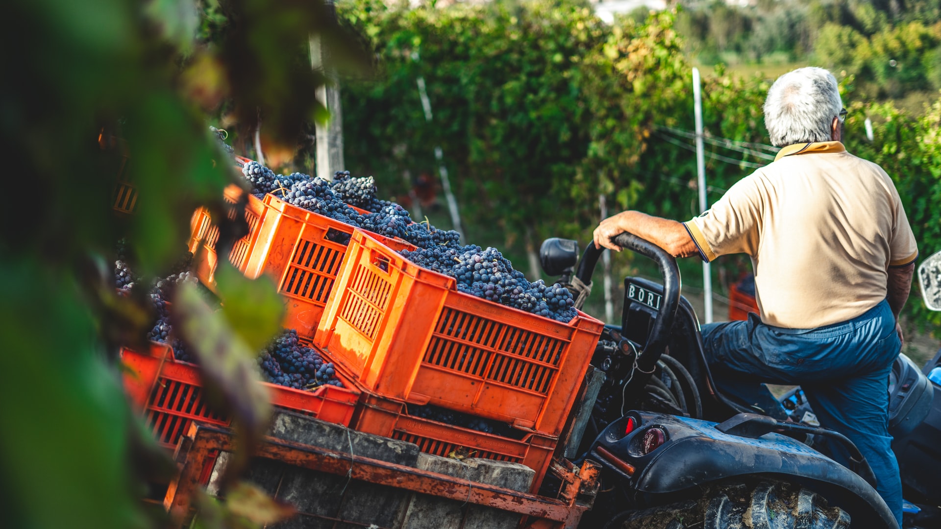 Dans une vigne un homme de dos sur son tracteur chargé de raisins