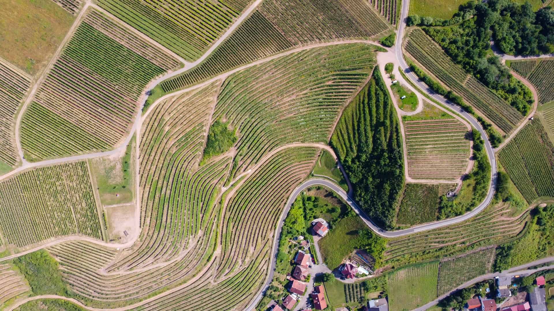 Vue aérienne de vignobles