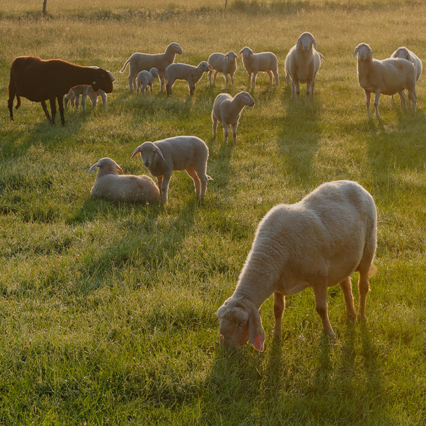 Moutons paissant dans une prairie