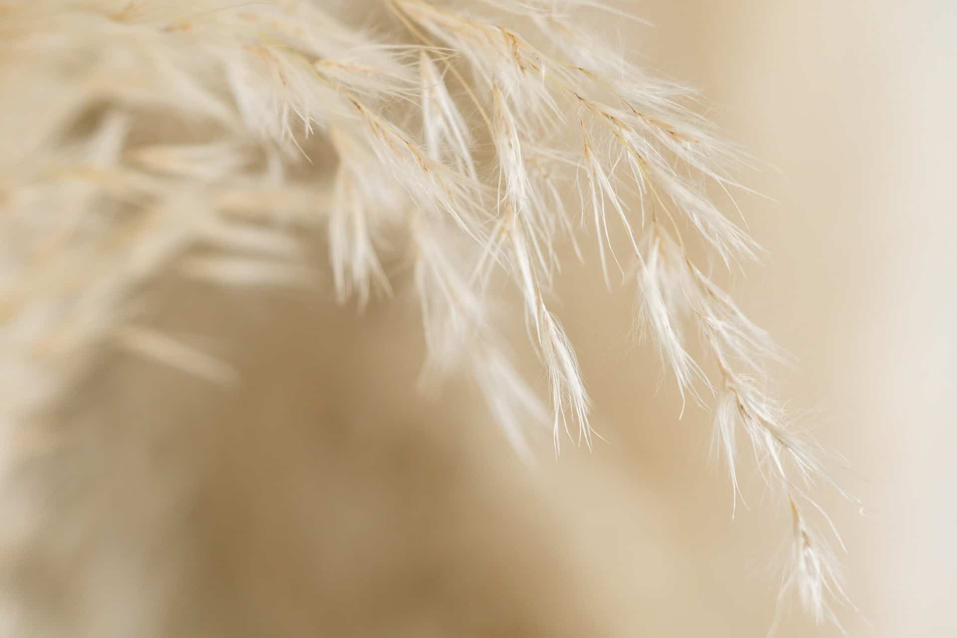 Macro d'une plante pampa
