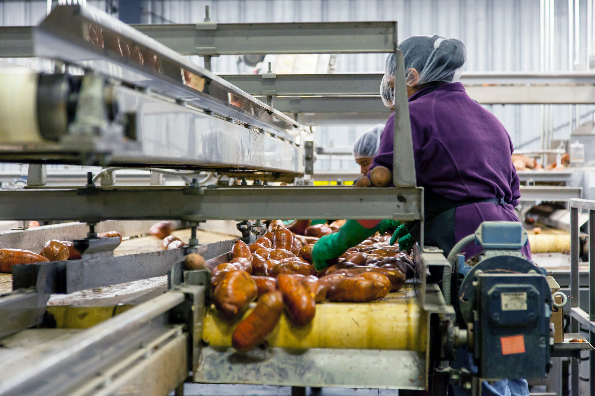 Femmes travaillant sur une chaîne de tri