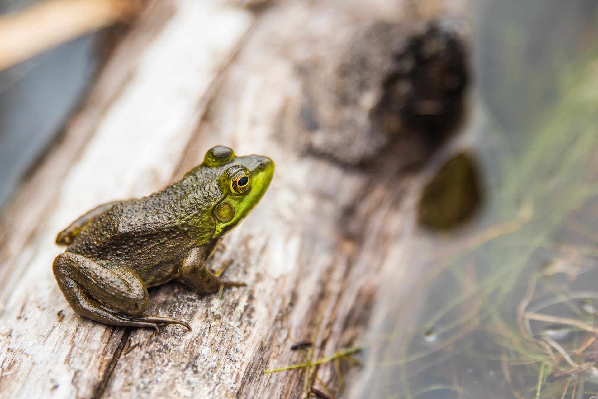 Grenouille sur un morceau de bois