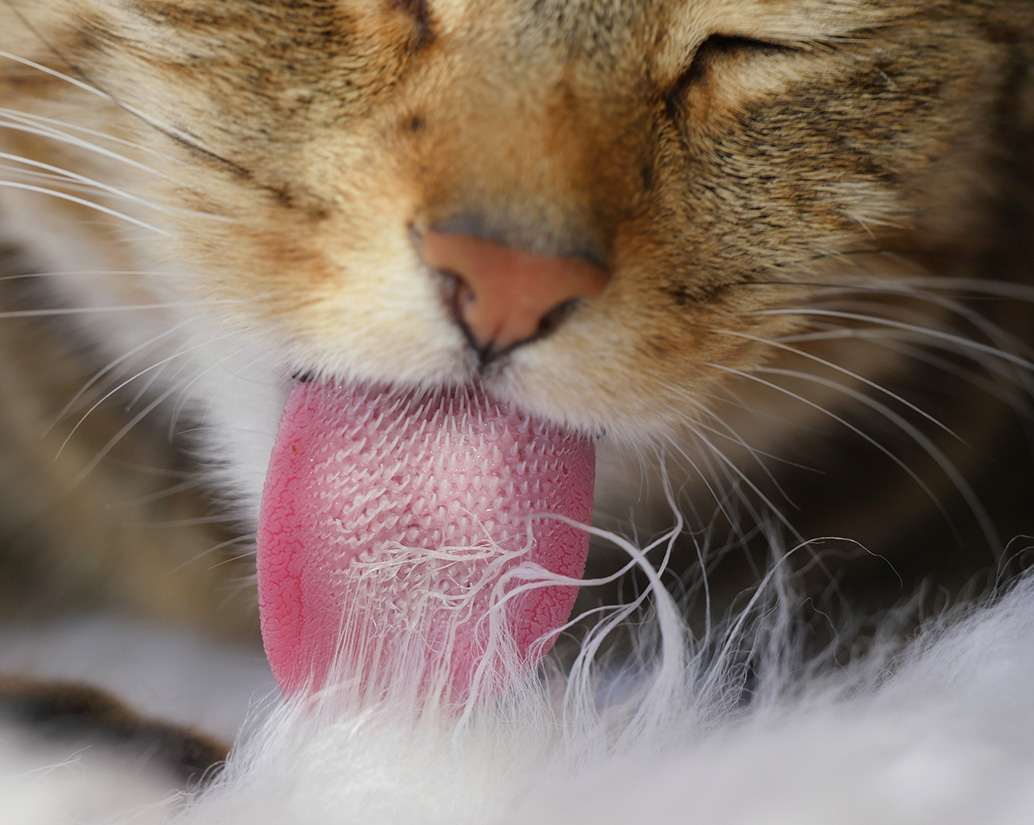 Gros plan de la langue d'un chat faisant sa toilette