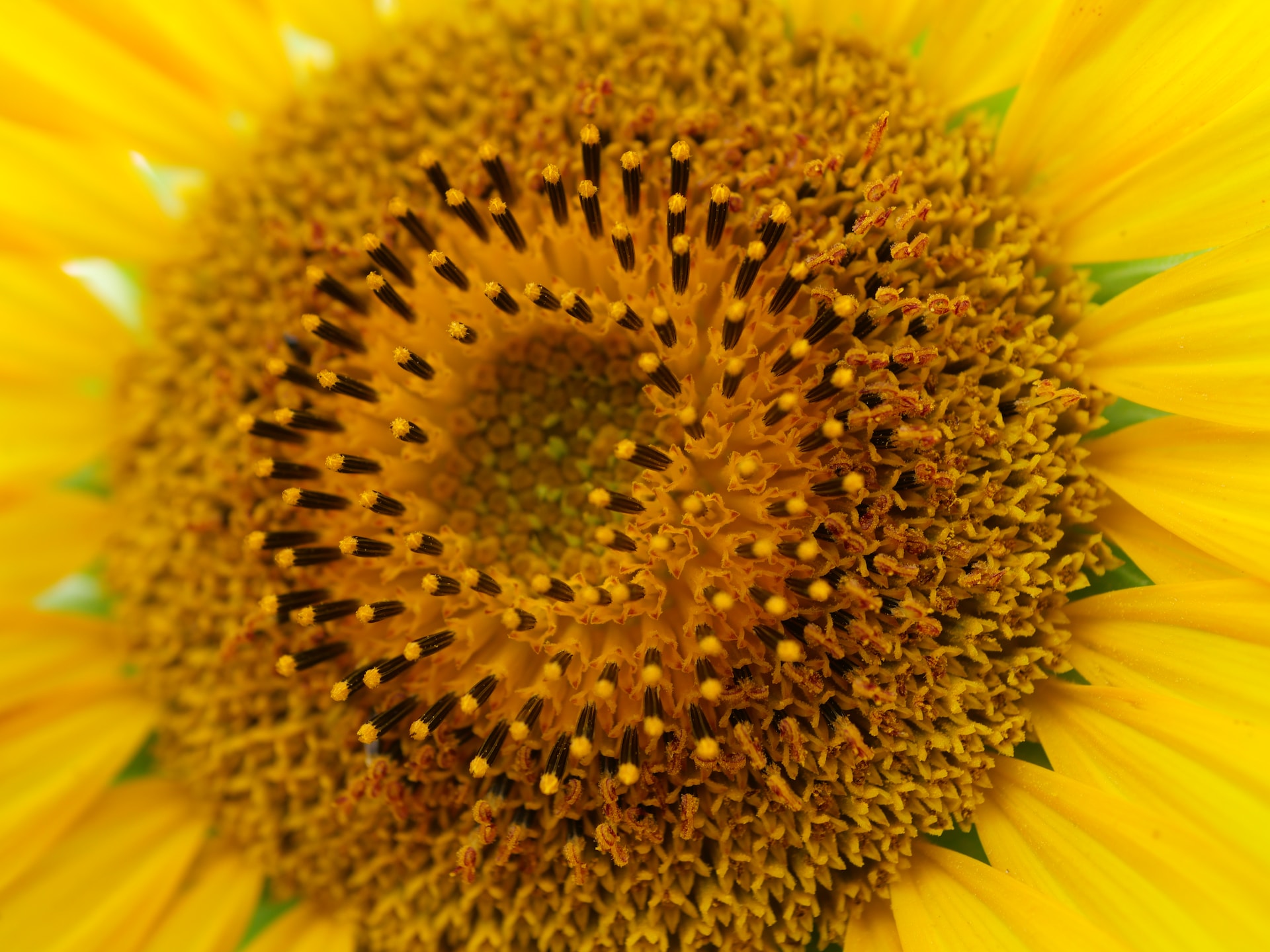 Gros plan d'un tournesol