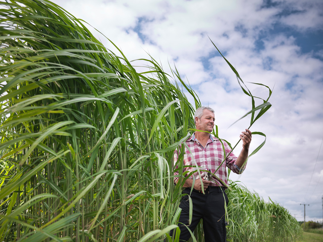 Un homme dans un champ de miscanthus examine une tige