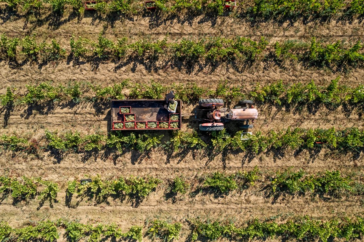 Vue aérienne d'un tracteur passant dans un vignoble
